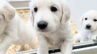 English Cream Golden Retriever Puppy Talk