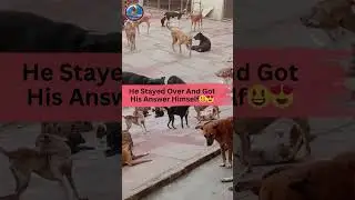 Dog Rescue In India | NGO For Street Dogs | Dog Shelter Adoption | Rural Area Animal NGO In india