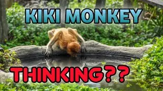 kiki monkey go swimming at pool Beez tricks and travel
