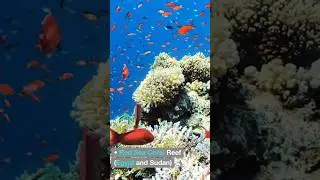 Top 5 most colourful coral 🪸 reefs