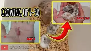 Hamster babies growing up [ 1-30 days ] campbell syrian hamster