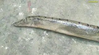 Unique Underwater Fishing | Best Fish catching | Best Fishing vide 2020...