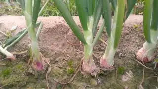 Seed of Onion | Daily Vlog | Farming Life & Onion Growing Journey 🌱