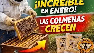 Enero y las colmenas ya crecen: primera revisi&oacute;n de 2026
