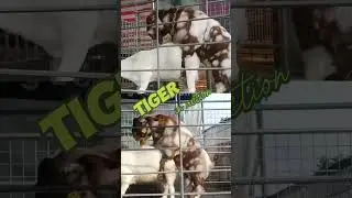 Tiger in action #breeding #goatfarming #goat