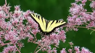 Amazing and Most Beautiful Eutrochium Flowers | Medicinal Plant