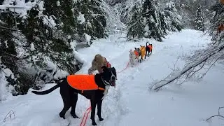 Being a pack takes time! Each week, they grow stronger in their bond and friendships ♥️