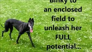 Retired Greyhound Off Lead