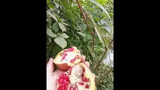 pomegranate from Chitral Kpk Valley|