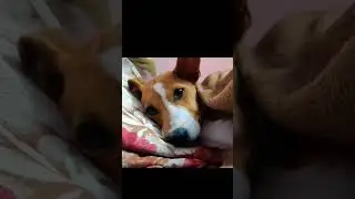 Nazar lg jayegi #shorts #ytshort #petparentlife #dog #dogs #love #pets