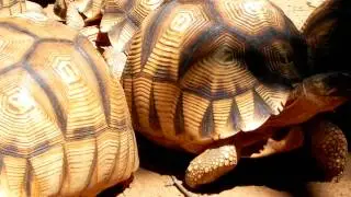 Astrochelys yniphora - tartaclubitalia.it