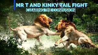 Mr T and Kinky Tail Fight (Clearing the Confusion)