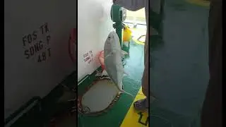 fishing mode⚓