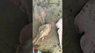 save the star jelly fish life 🐠🐠 #shortvideo #ytshorts #trend