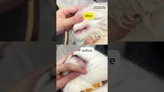 ✨🐾 Dogs Cats No wash Paw Foam 🐾✨