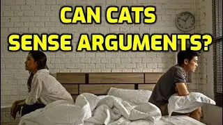 Do Cats Get Scared When Humans Argue?