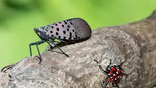 Invasive bug species back in North Carolina this spring: What to know
