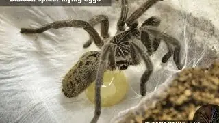 Tarantula laying eggs