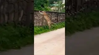 #wildlife#natural#wildlifepark Jhalana leopard safari park