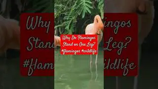 Why Do Flamingos Stand on One Leg? #flamingos #wildlife