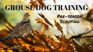 Grouse Dog Training