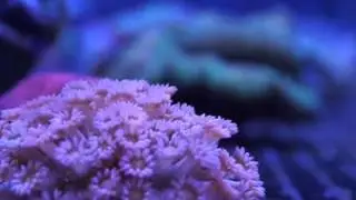 Reefcorner.com - Some of the corals in our LPS, soft coral, misc livestock tank 4