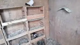 KÜMES ZİYARETİ MAŞALLAH 