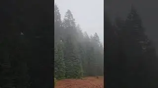 Foggy and windy hike through the woods 🌲 #oregon #hiking #mood #sweaterweather