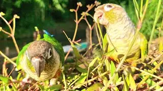 These two birds are doing something and looking happy : green cheek conure parrot sound.