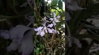 Blue Vanda or Blue Orchid - Blooming October, 2023