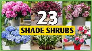 23 Best Shade Loving Shrubs For Garden | Shade Garden Shrubs | Plant and Planting
