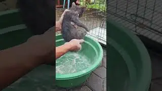 Cukup 15 ribu Hempas kutu kucing paling paten dan cara pencegahan supaya kutu tidak datang lagi