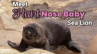 Meet Heart Nose Baby Sea Lion - So Cute!