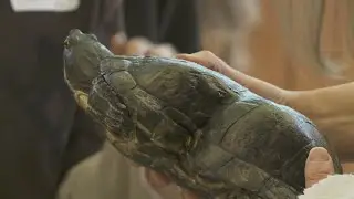 Peanut the turtle is turning 38 this year