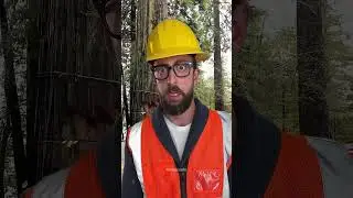 lightning hits a tree &ndash; unreal footage #shorts #lightning #lightningstrike #satisfying #adamrose