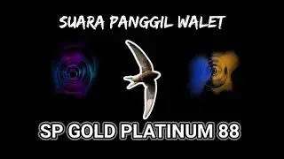 suara panggil walet || SP GOLD PLATINUM 88 ⭐ LINK DIBAGIKAN GRATISSS