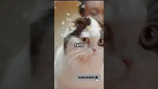 Epic cat fails guaranteed to make you laugh! 😂 Watch now for a dose of hilarious furry fun. #cat