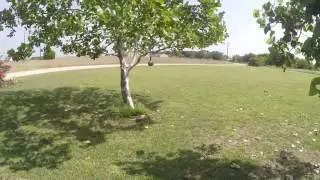 North Texas Retriever Trainers