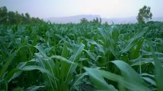 Corn farm 4k Footage   Free