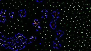 500k particles | particle life simulation