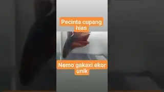 mane babeh deway gembel// cupang nemo ekor unik