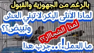 تزاوج الحسون في القفص | لماذا الأنثى البكر لا تبني العش ولا تبيض | لماذا يخلق الشجار؟ الحل | #birds