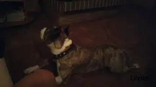 Hearing test HD : dog ear test.