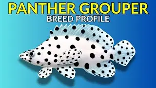 Panther Grouper Care Guide | Tank Setup  Feeding  Growth & Lifespan