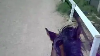Amanda gallop/cantering Lola
