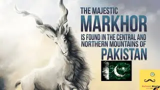 MARKHOR National Animal of PAKISTAN