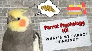 Parrot Psychology 101 | What's My Parrot Thinking? | TheParrotTeacher