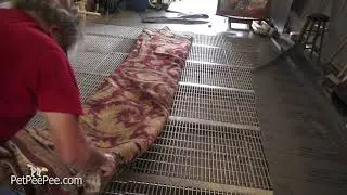 Machine to remove Pet Pee Pee from Oriental rug
