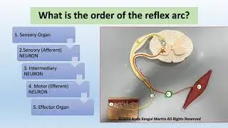 Human Anatomy and Physiology of the Reflex Arc