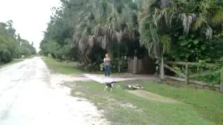 My dogs reaction to me coming home after 2 years